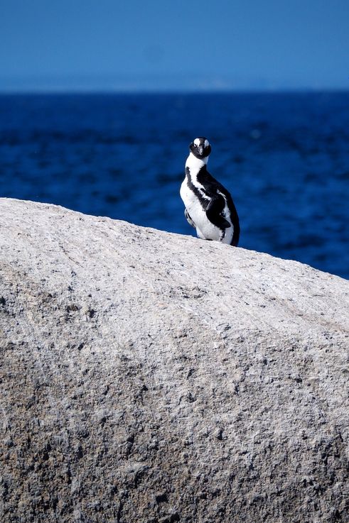 Pingüino africano en Simons Town