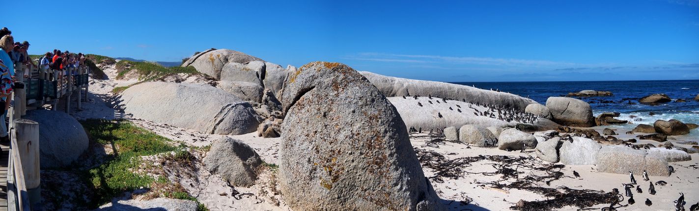 Pingüinos del Cabo en Simon's Town
