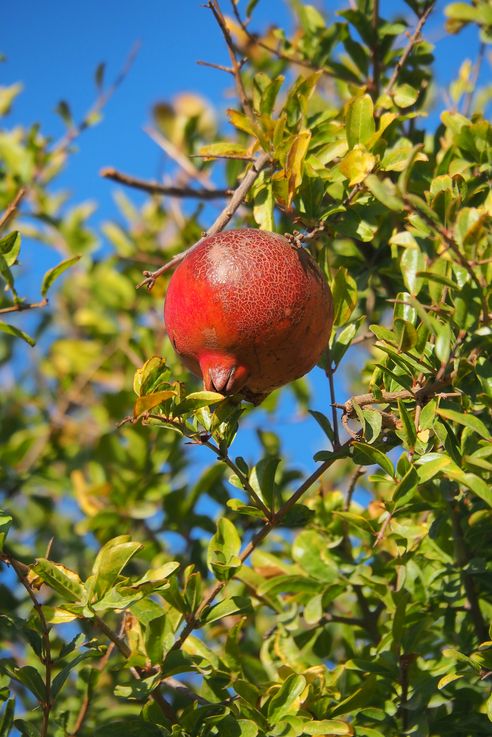 Pomegranate and pomegranate tree in Almeria