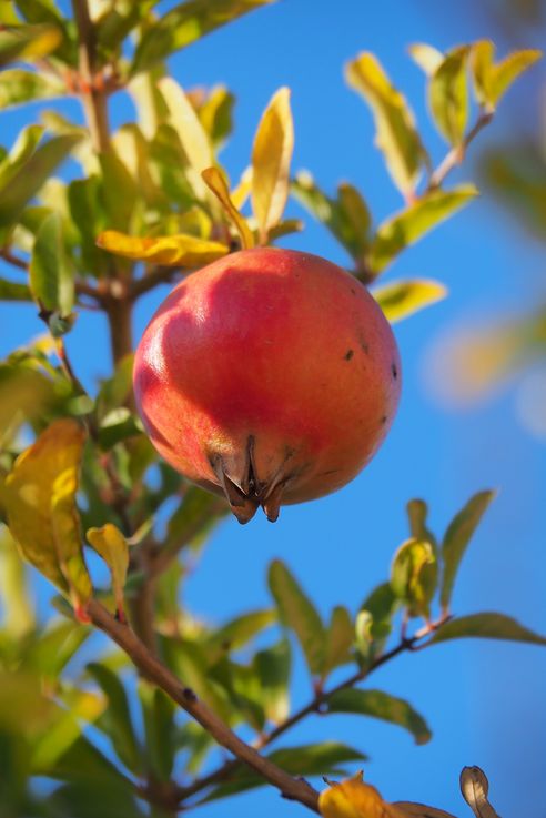 Pomegranate and pomegranate tree in Almeria