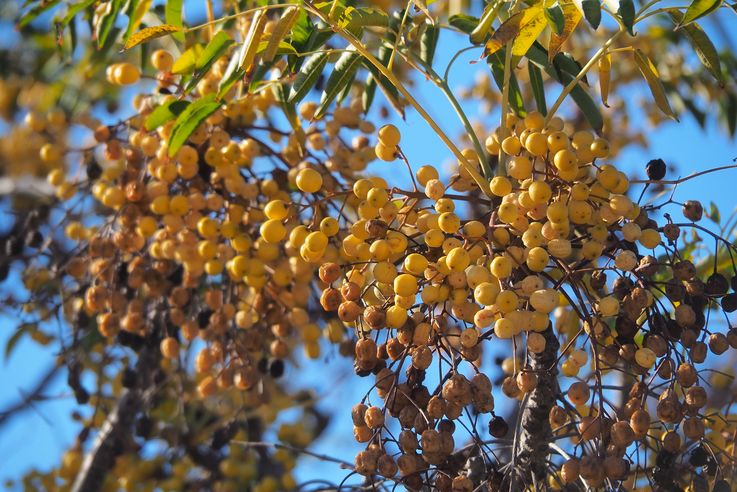Sapindus Drummondii (Almeria)