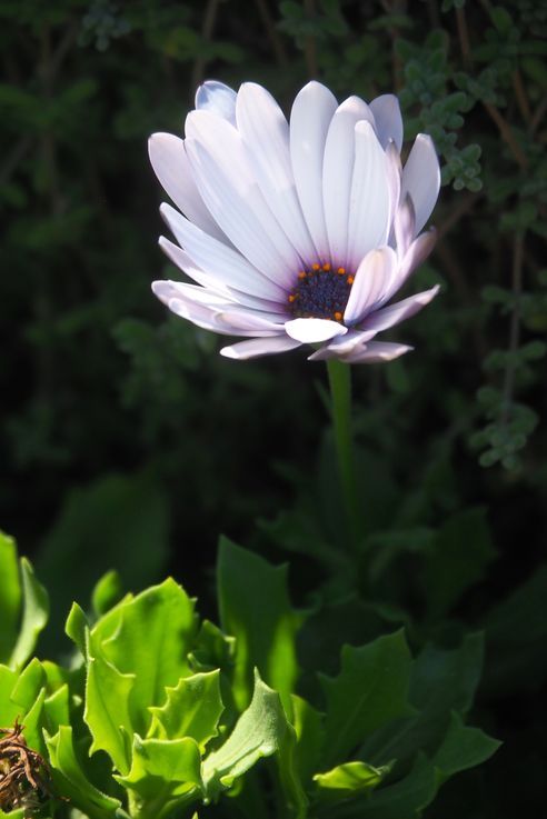 Dimorphotheca (Almeria)