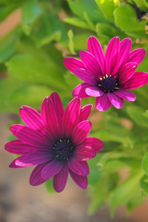 Dimorphotheca (Almeria)