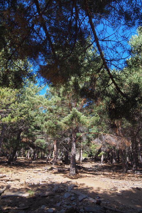 El Portillo Sierra Nevada Trail