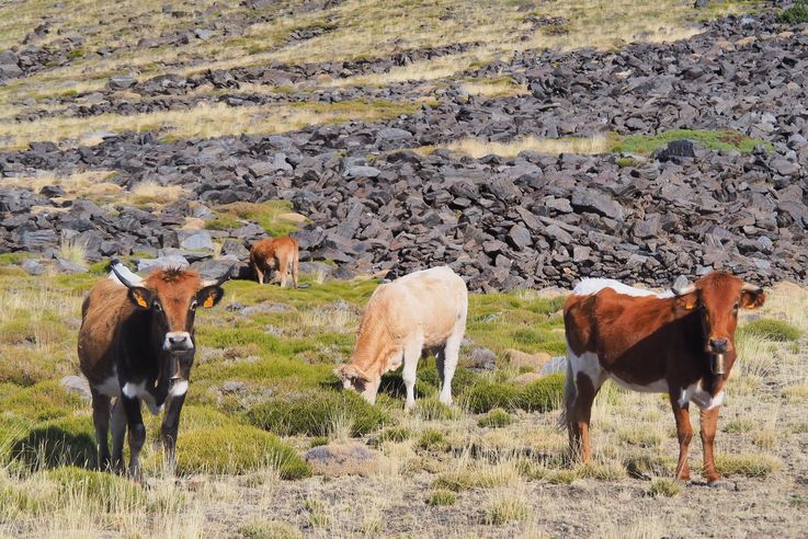 El Portillo Camino De La Sierra Nevada