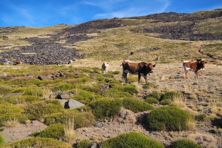 El Portillo Camino De La Sierra Nevada