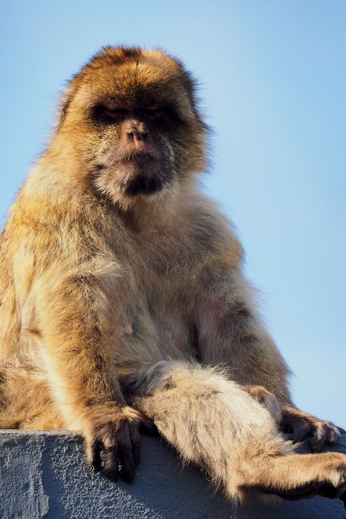 The Barbary macaque (Macaca sylvanus) in Gibraltar