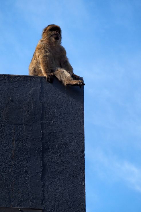 The Barbary macaque (Macaca sylvanus) in Gibraltar