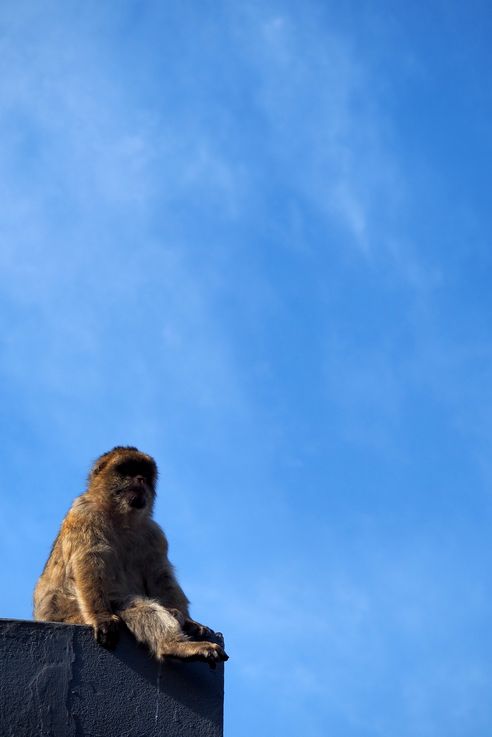 The Barbary macaque (Macaca sylvanus) in Gibraltar
