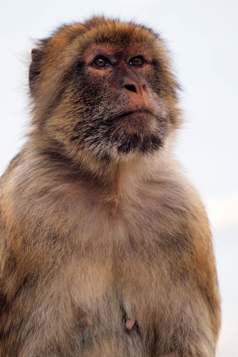 The Barbary macaque (Macaca sylvanus) in Gibraltar