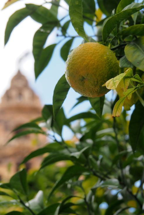 La Giralda (Sevilla)