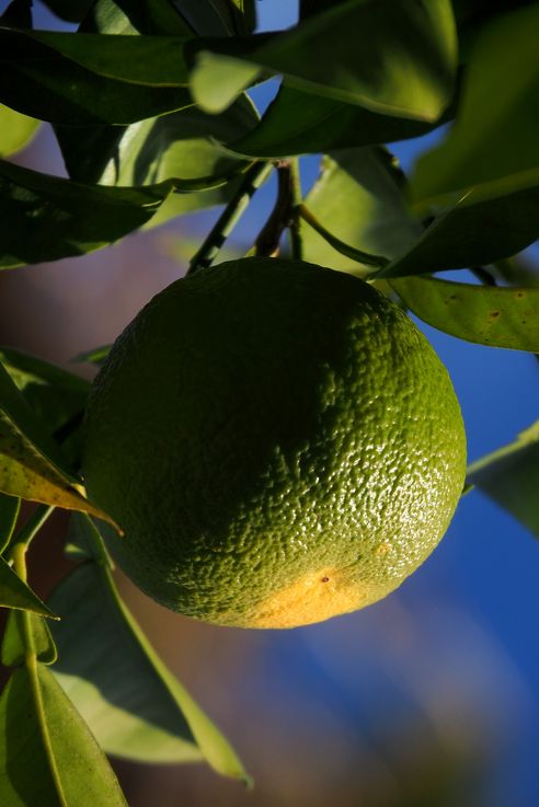 Naranjo en el Real Alcázar de Sevilla