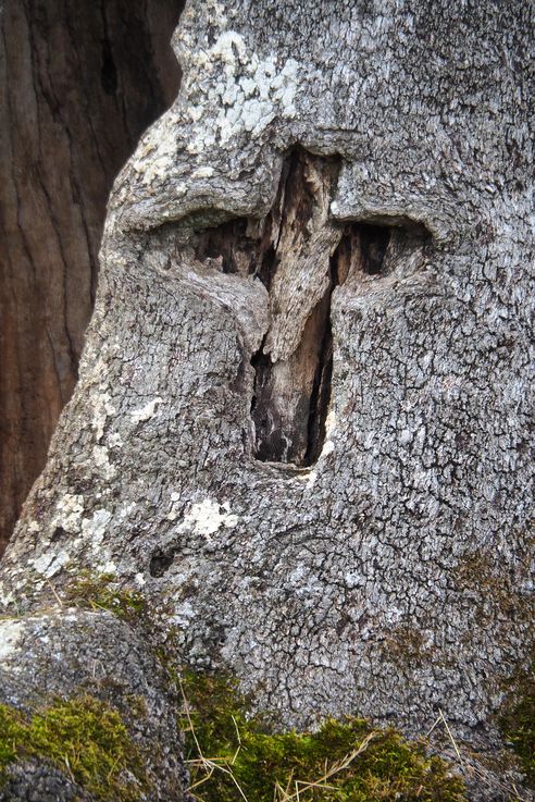 Sendero Cortelazor - Barrial La Joya