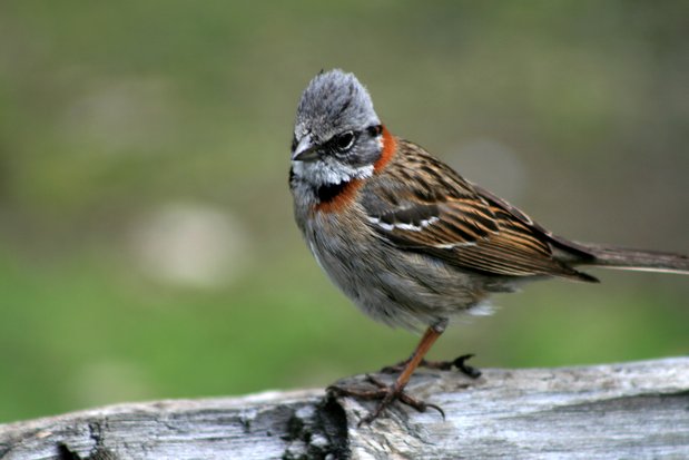 Bruant chingolo. Tierra del Fuego.