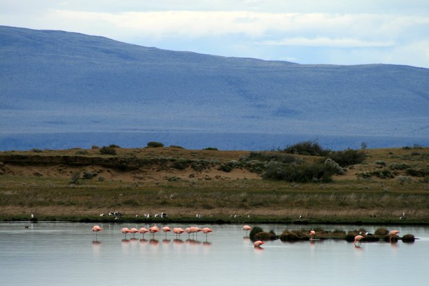 Chilean Flamingos. Laguna Nimez.