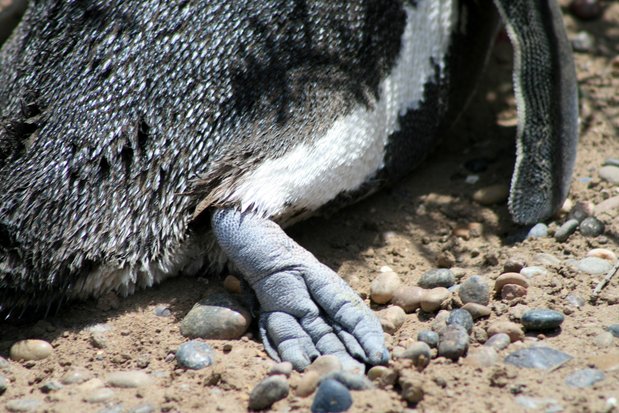 Pingüino de Magallanes en Punta Tombo