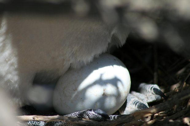Huevo de pingüino de Magallanes en Punta Tombo
