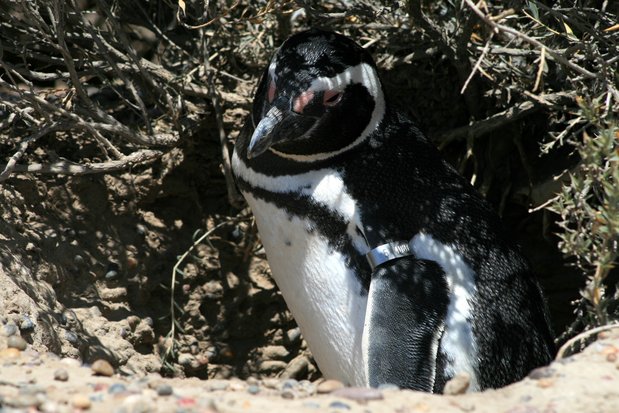 Pingüino de Magallanes en Punta Tombo