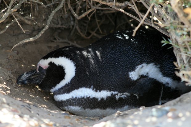 Pingüino de Magallanes en Punta Tombo