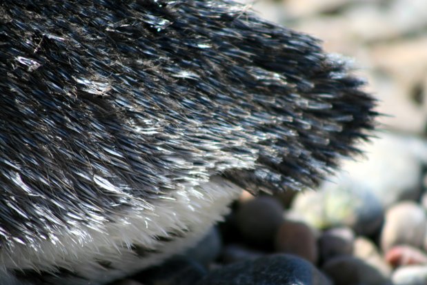 Pingüino de Magallanes en Punta Tombo