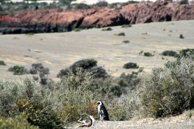 Pingüino de Magallanes en Punta Tombo