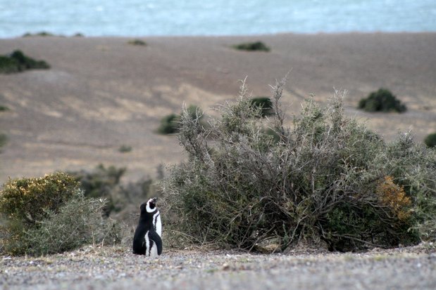 Pingüino de Magallanes en Punta Tombo