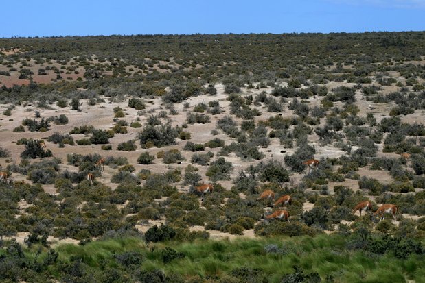 Guanacos. Punta Tombo.