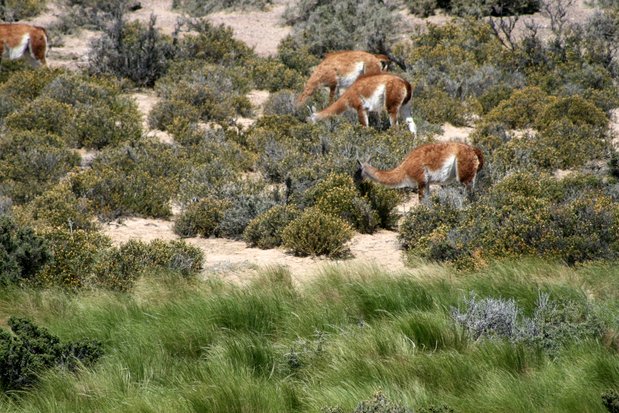 Guanacos. Punta Tombo.