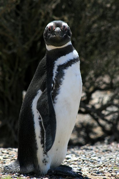 Pingüino de Magallanes en Punta Tombo