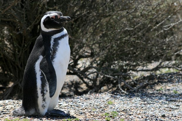 Pingüino de Magallanes en Punta Tombo