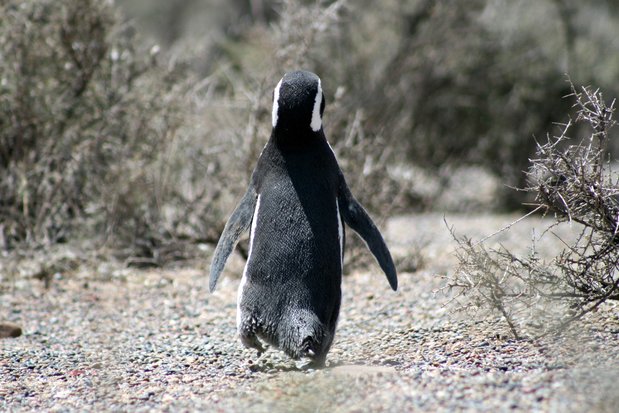 Pingüino de Magallanes en Punta Tombo