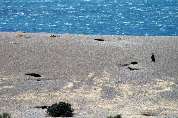 Pingüino de Magallanes en Punta Tombo