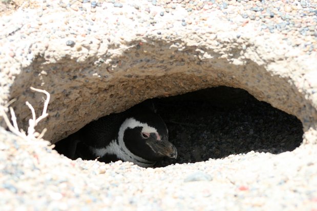 Pingüino de Magallanes en Punta Tombo