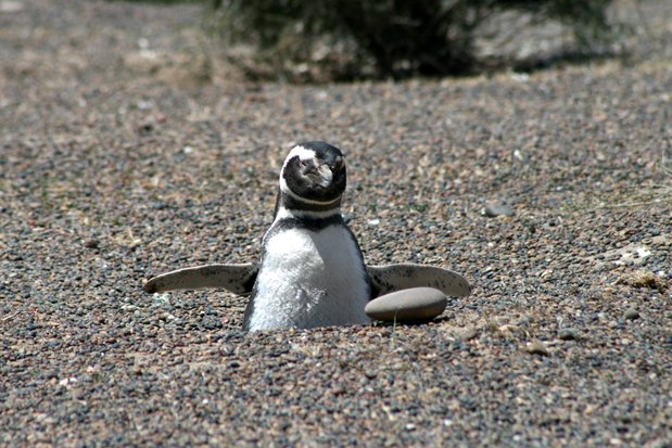 Pingüino de Magallanes en Punta Tombo