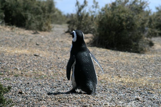 Pingüino de Magallanes en Punta Tombo