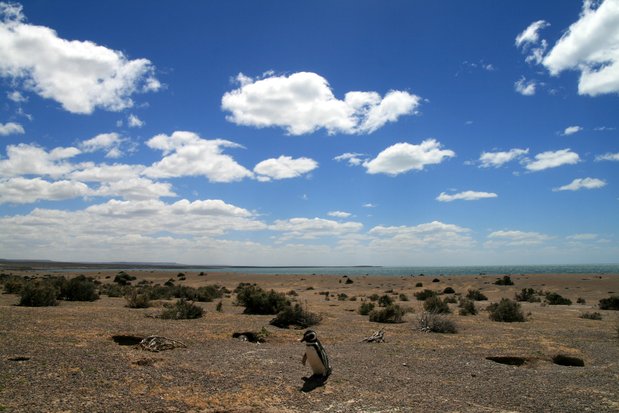 Pingüino de Magallanes en Punta Tombo