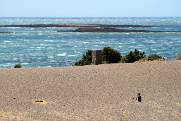 Pingüino de Magallanes en Punta Tombo