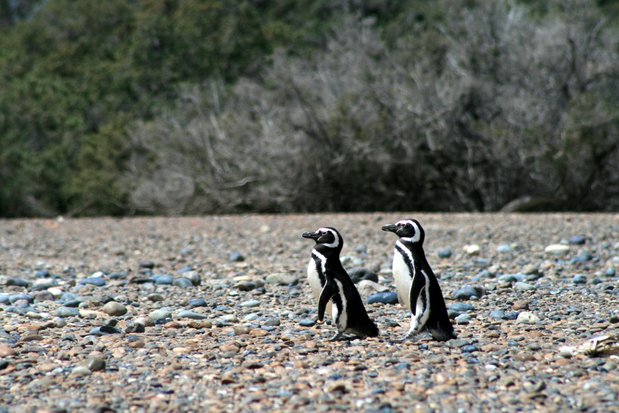 Pingüinos de Magallanes en Punta Tombo