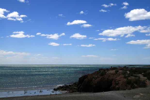 Pingüinos de Magallanes en Punta Tombo