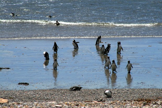 Pingüinos de Magallanes en Punta Tombo