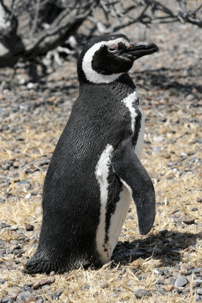 Pingüino de Magallanes en Punta Tombo