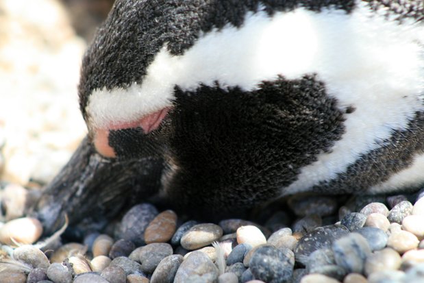 Pingüino de Magallanes en Punta Tombo