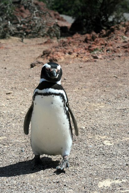 Pingüino de Magallanes en Punta Tombo