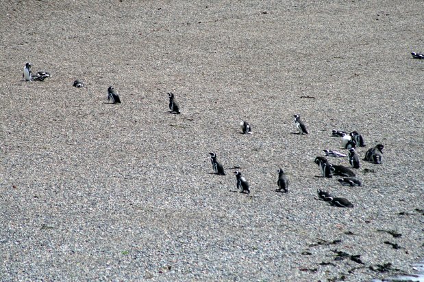 Pingüinos de Magallanes en Punta Tombo