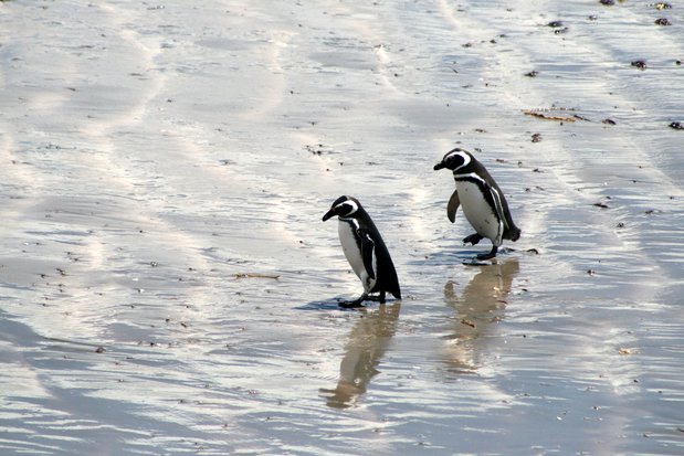 Pingüinos de Magallanes en Punta Tombo