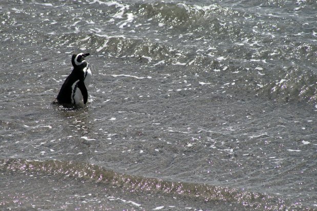 Pingüino de Magallanes en Punta Tombo