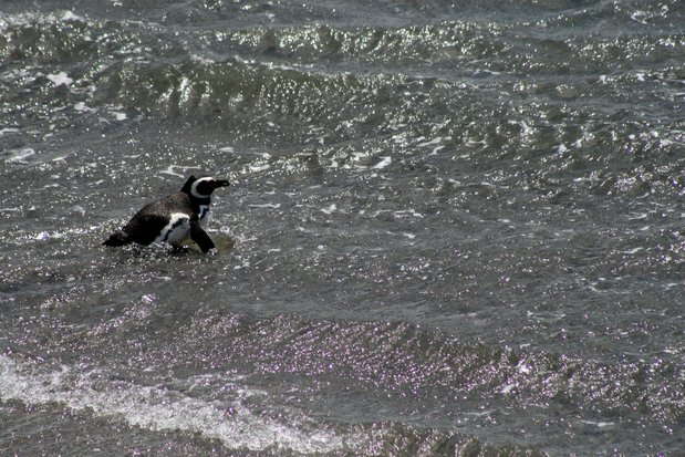 Pingüino de Magallanes en Punta Tombo
