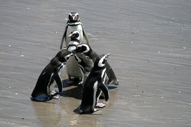 Pingüinos de Magallanes en Punta Tombo