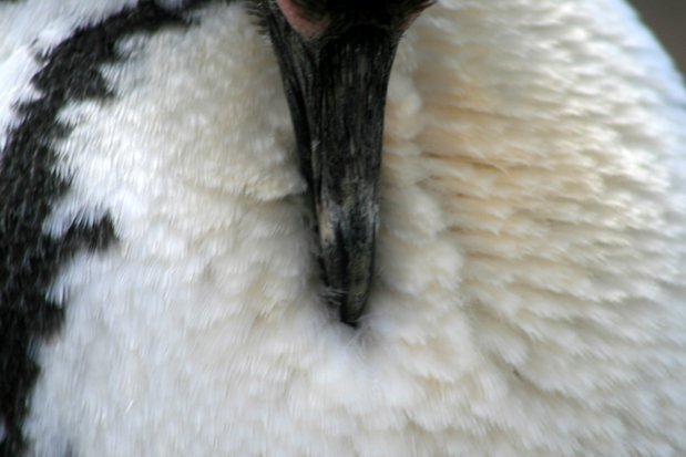 Pingüino de Magallanes en Punta Tombo
