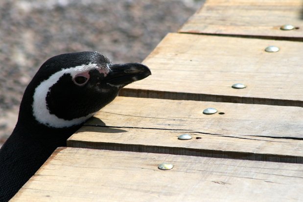 Pingüino de Magallanes en Punta Tombo